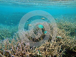 Sealife of Mystery Island, Aneityum, Vanuatu