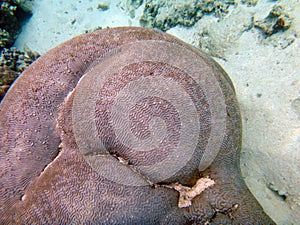 Sealife of Mystery Island, Aneityum, Vanuatu