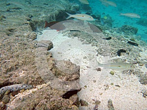 Sealife of Mystery Island, Aneityum, Vanuatu