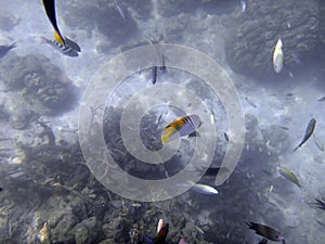 Sealife of Port Vila Harbor, Efate, Vanuatu