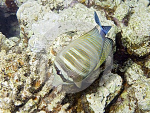 Sealife : Sailfin Tang photo