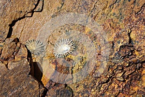 Sealife in shallow water on rocks