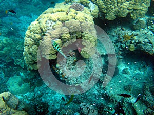 Sealife of Tranquility Island, Efate, Vanuatu