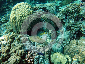 Sealife of Tranquility Island, Efate, Vanuatu