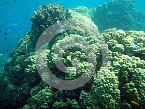 Sealife of Tranquility Island, Efate, Vanuatu