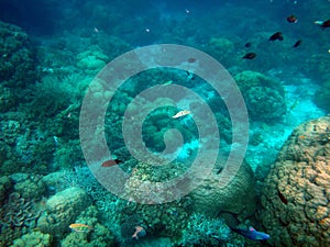 Sealife of Tranquility Island, Efate, Vanuatu