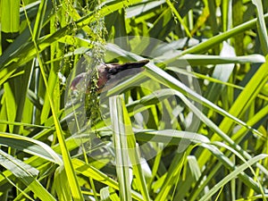 Sealing Beak Bird photo