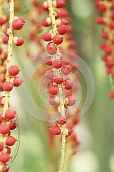 Sealing wax palm, Lipstick palm