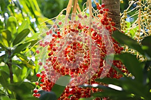 Sealing wax palm red seeds growth on tree with daylight