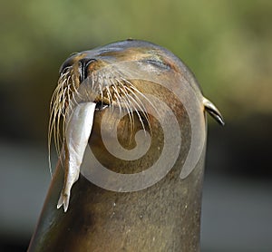 Sealion