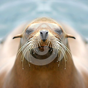 Sealion