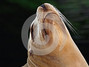 Sealion