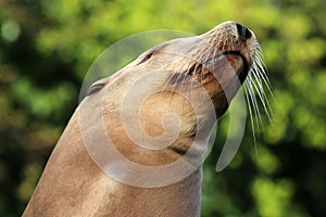 Sealion