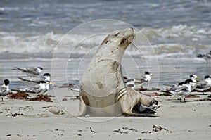 Sealion