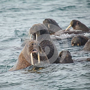 Sealion in Arctic