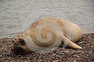 Sealion on the beach