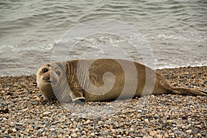 Sealion on the beach