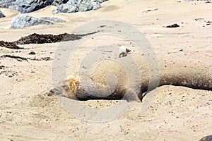 Sealion at the beach