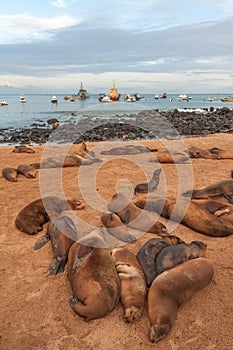 Sealion on the beach in San Cristobal Galapagos