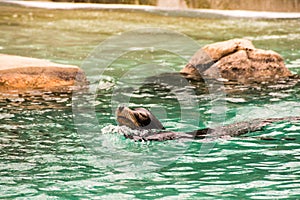 Sealion at Bronx Zoo