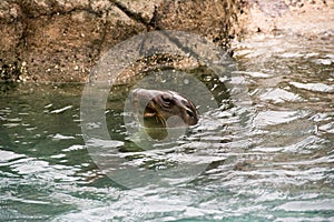 Sealion at Bronx Zoo