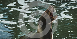 Sealion catching a piece of fish