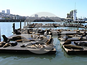 Sealion crowd