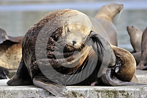 Sealion (Eumetopias jubatus)