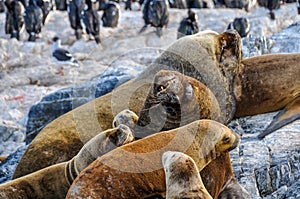 Sealion family, Beagle Channel, Ushuaia, Argentina