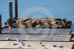 sealion family is taking a sun in a port