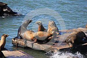 sealion family is taking a sun in a port