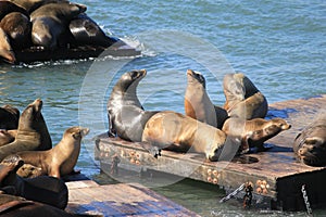 sealion family is taking a sun in a port