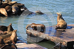 sealion family is taking a sun in a port