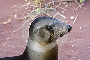 Sealion in the Galapagos Islands photo