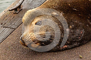 sealion laying on old dock in oregon