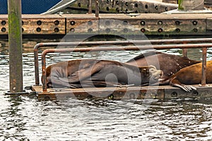 sealion lazy and seepy on other large sealions