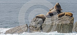 Sealion make with harem