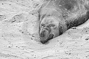 Sealion at a meeting place, beach of San Simeon