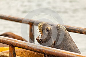 sealion opens its mouth to bark with ocean behind and dock railing