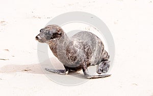 Sealion pup on the beach in the Galapagos