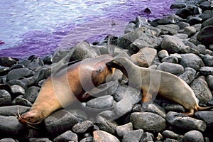 Sealion Pup Nursing Galapagos Islands