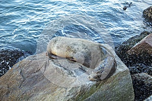 Sealion relaxes at a rock