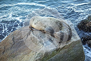 Sealion relaxes at a rock