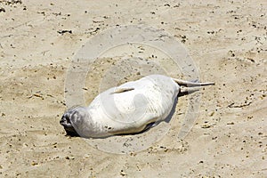 Sealion relaxes and sleeps at the beach