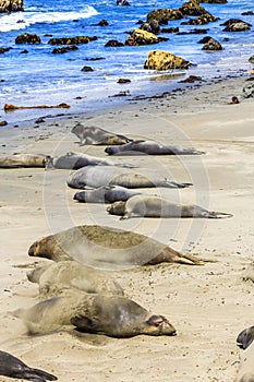 Sealion relaxes and sleeps at the beach