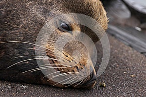 sealion relaxing on cement near docks in oregon