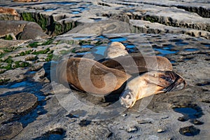 sealion relaxing in wildlife at sea rock. sealion in wildlife at ocean. california sealion in wildlife