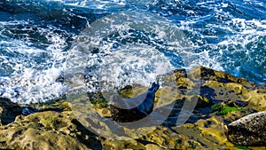 Sealion resting on cliffs photo