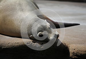Sealion resting in the sun