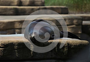 Sealion resting in the sun